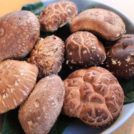 Bungoono清川旅舍别墅 外观 照片